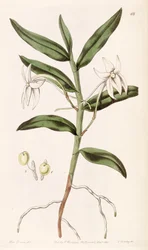 Angraecum mauritianum (as syn. Angraecum gladiifolium)